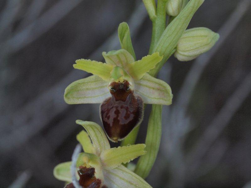 ophrys exaltata