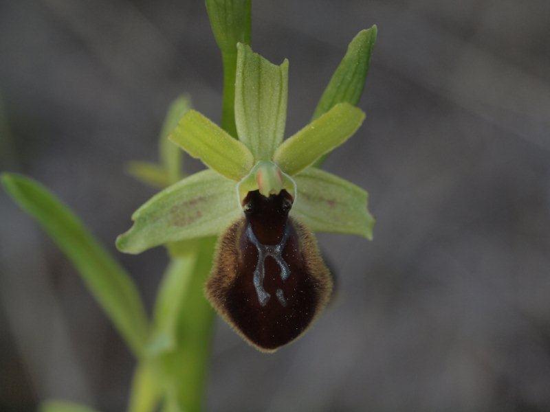 ophrys tarentina