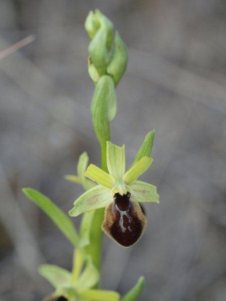 ophrys tarentina