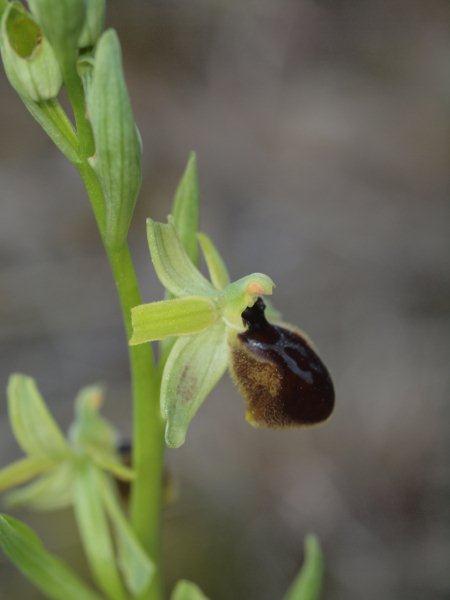 ophrys tarentina