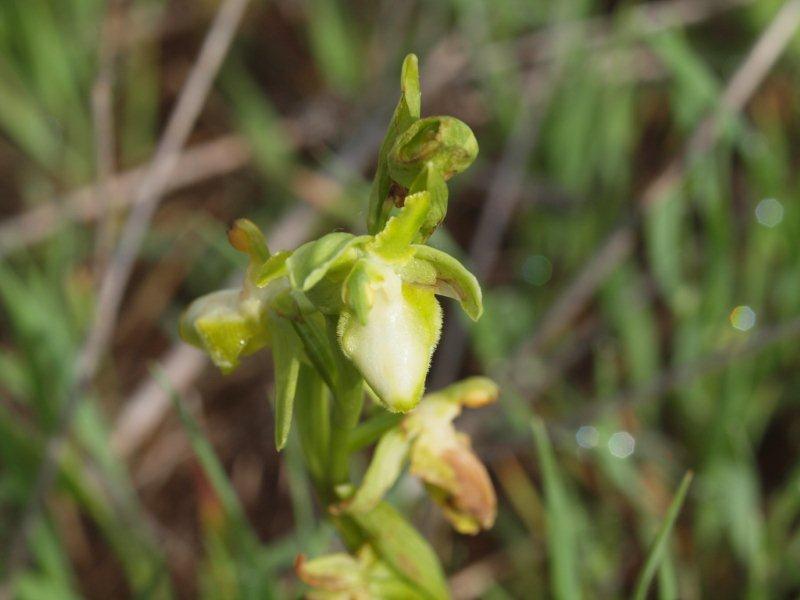 ophrys incubacea apocromatica