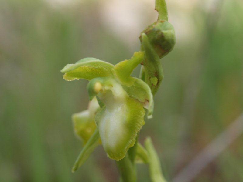 ophrys incubacea apocromatica