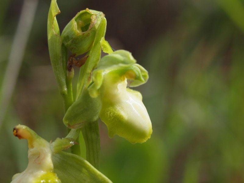 ophrys incubacea apocromatica