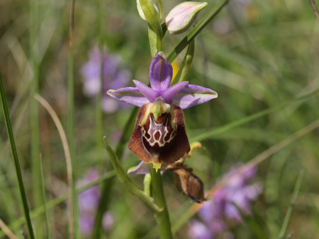 Tutte Ophrys dinarica o... holosericea?!