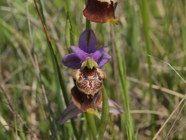 Tutte Ophrys dinarica o... holosericea?!