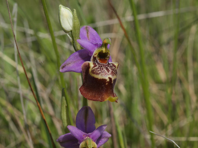 Tutte Ophrys dinarica o... holosericea?!