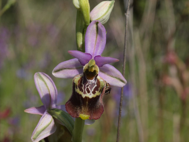 Tutte Ophrys dinarica o... holosericea?!