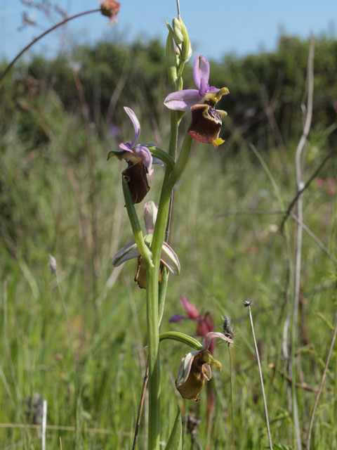 Tutte Ophrys dinarica o... holosericea?!