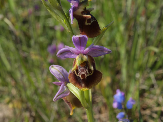 Tutte Ophrys dinarica o... holosericea?!