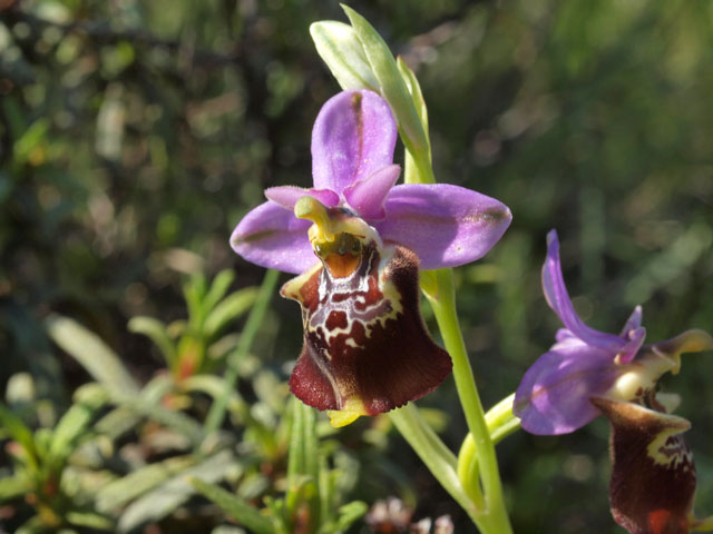 Tutte Ophrys dinarica o... holosericea?!