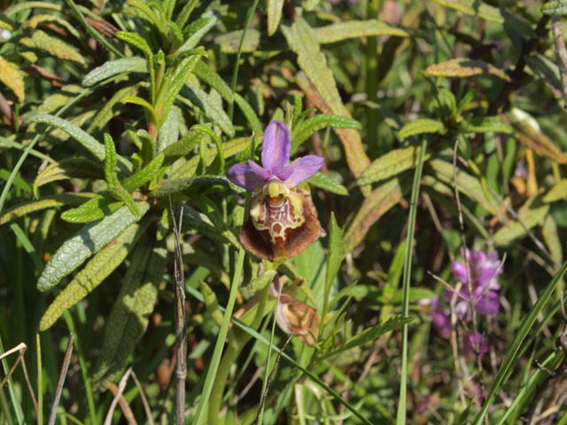 Tutte Ophrys dinarica o... holosericea?!