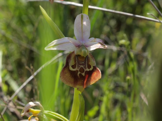 Tutte Ophrys dinarica o... holosericea?!