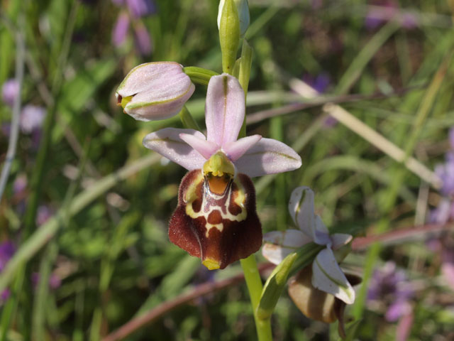 Tutte Ophrys dinarica o... holosericea?!