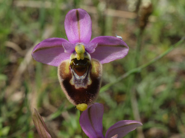 Ancora fioriture in Basilicata