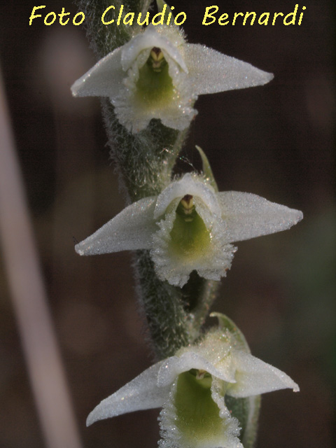 Spiranthes spiralis