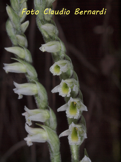 Spiranthes spiralis