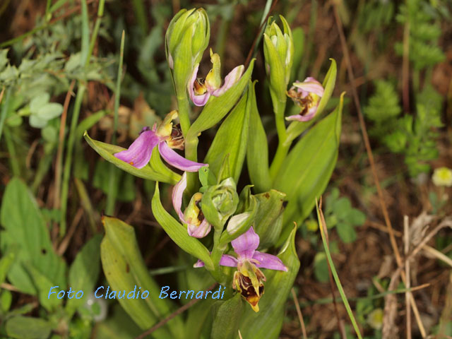 Ophrys apifera in boccio