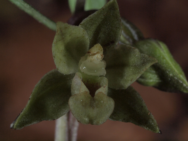 Epipactis pontica