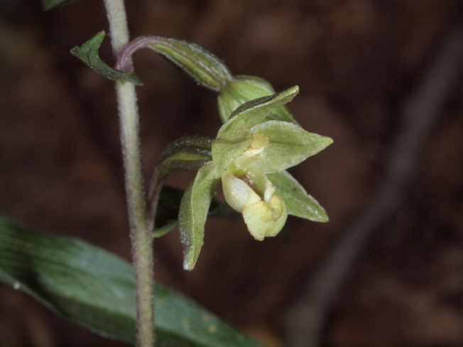 Epipactis pontica