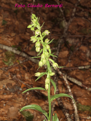 Epipactis exilis  (=E. persica subsp. gracilis) / Elleborine esile