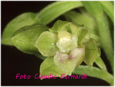 Epipactis exilis  (=E. persica subsp. gracilis) / Elleborine esile