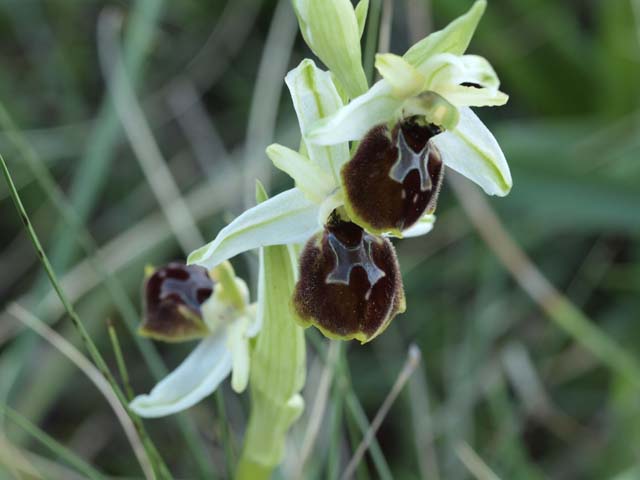 Ophrys araneola?