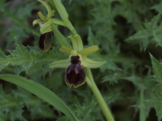 Ophrys araneola?