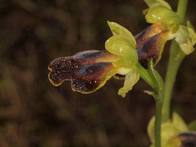 orchidee dal tarantino