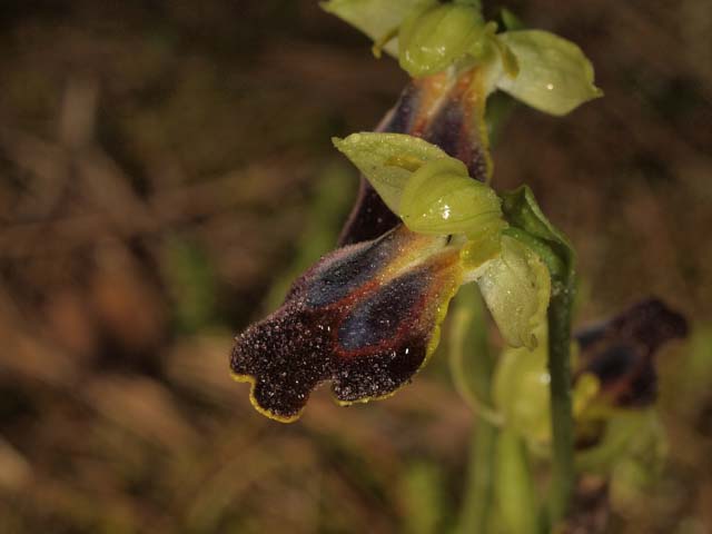 orchidee dal tarantino