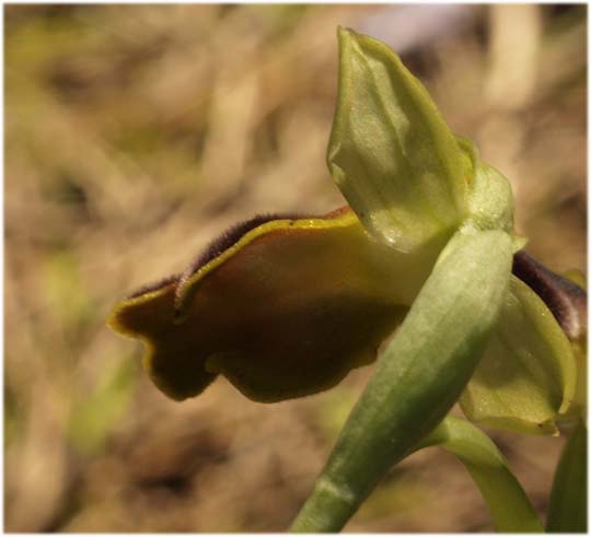 orchidee dal tarantino