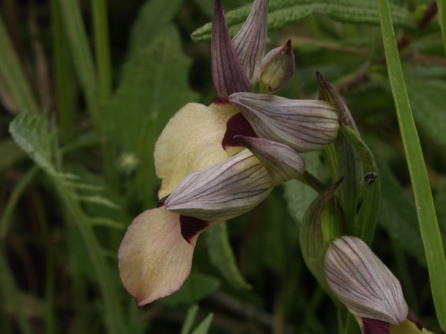 Serapias vomeracea ocra