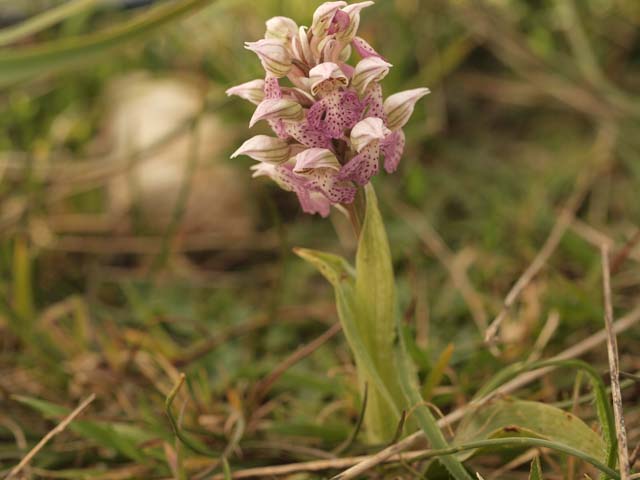 neotinea lactea