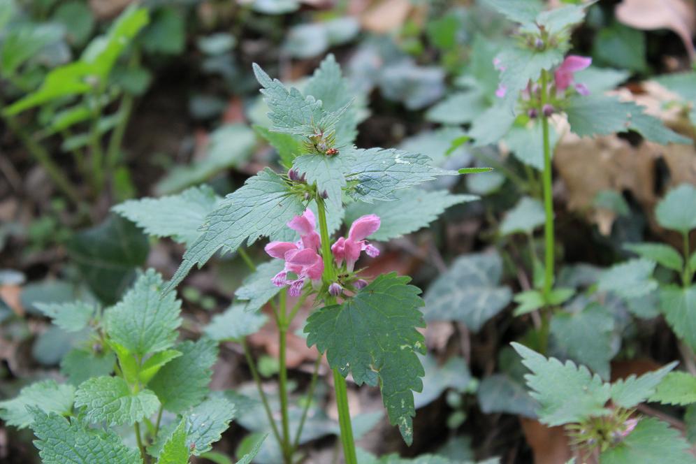 Lamium maculatum L.