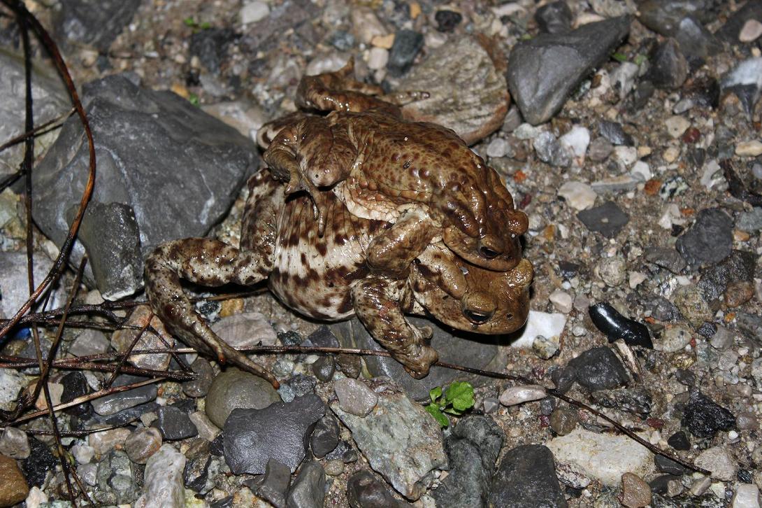 Azione salvataggio Rospi comuni Bufo bufo LC