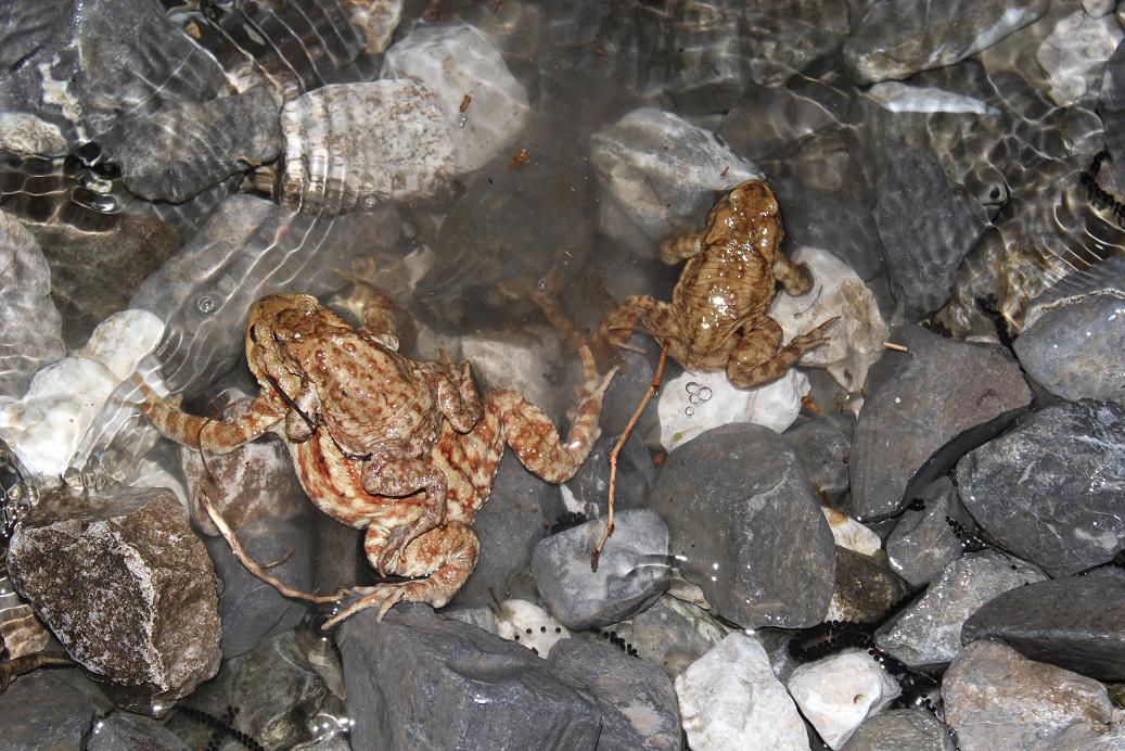 Azione salvataggio Rospi comuni Bufo bufo LC