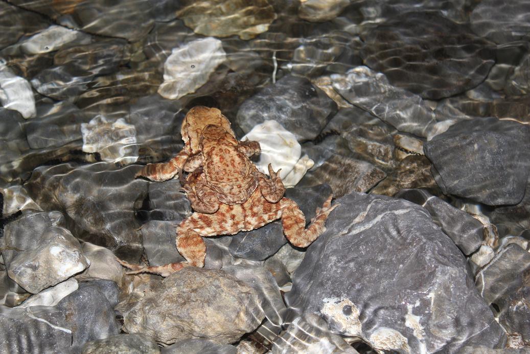 Azione salvataggio Rospi comuni Bufo bufo LC