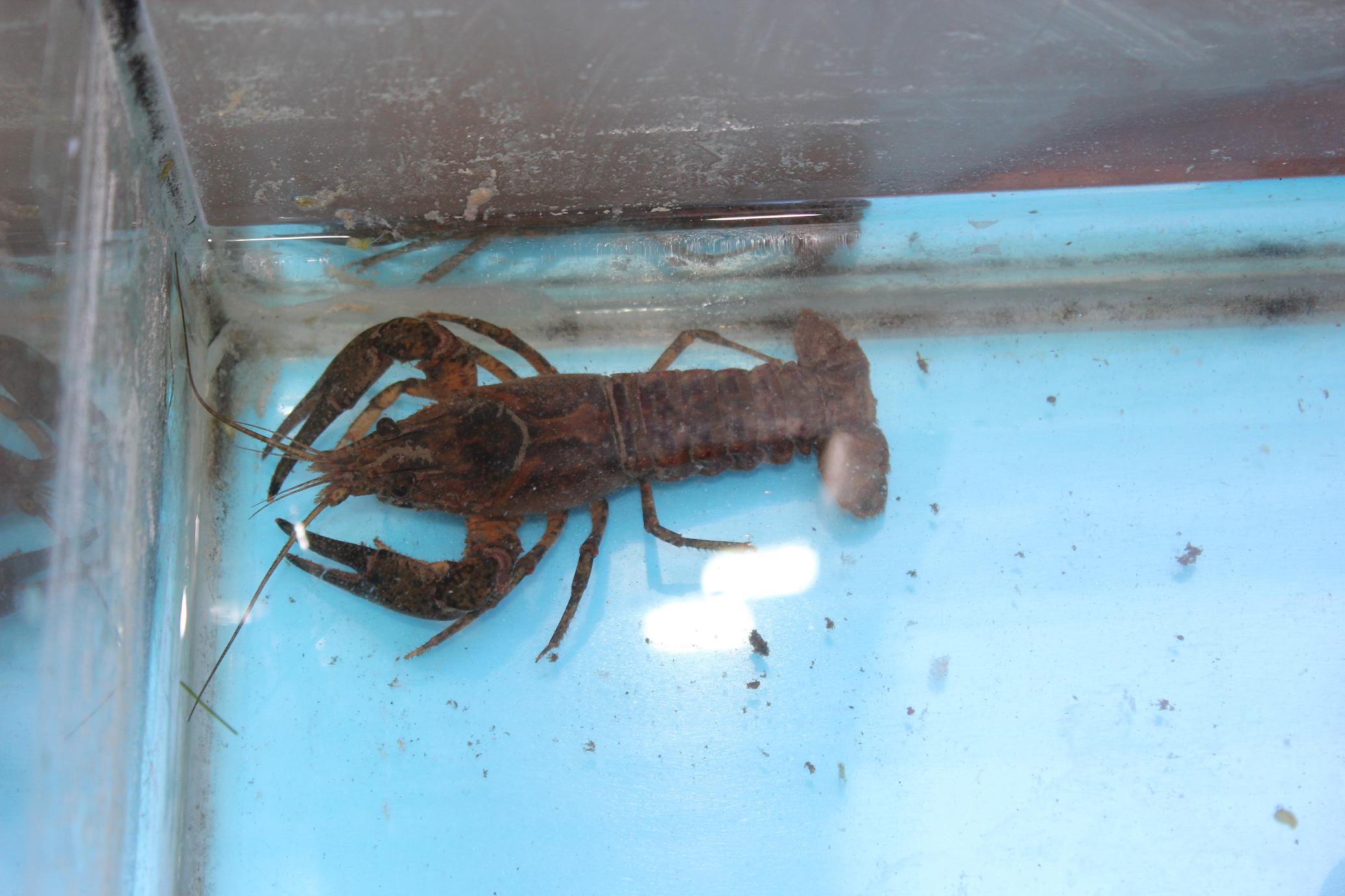 Procambarus clarkii?