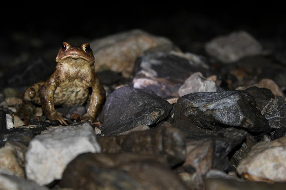 Azione salvataggio Rospi comuni Bufo bufo LC