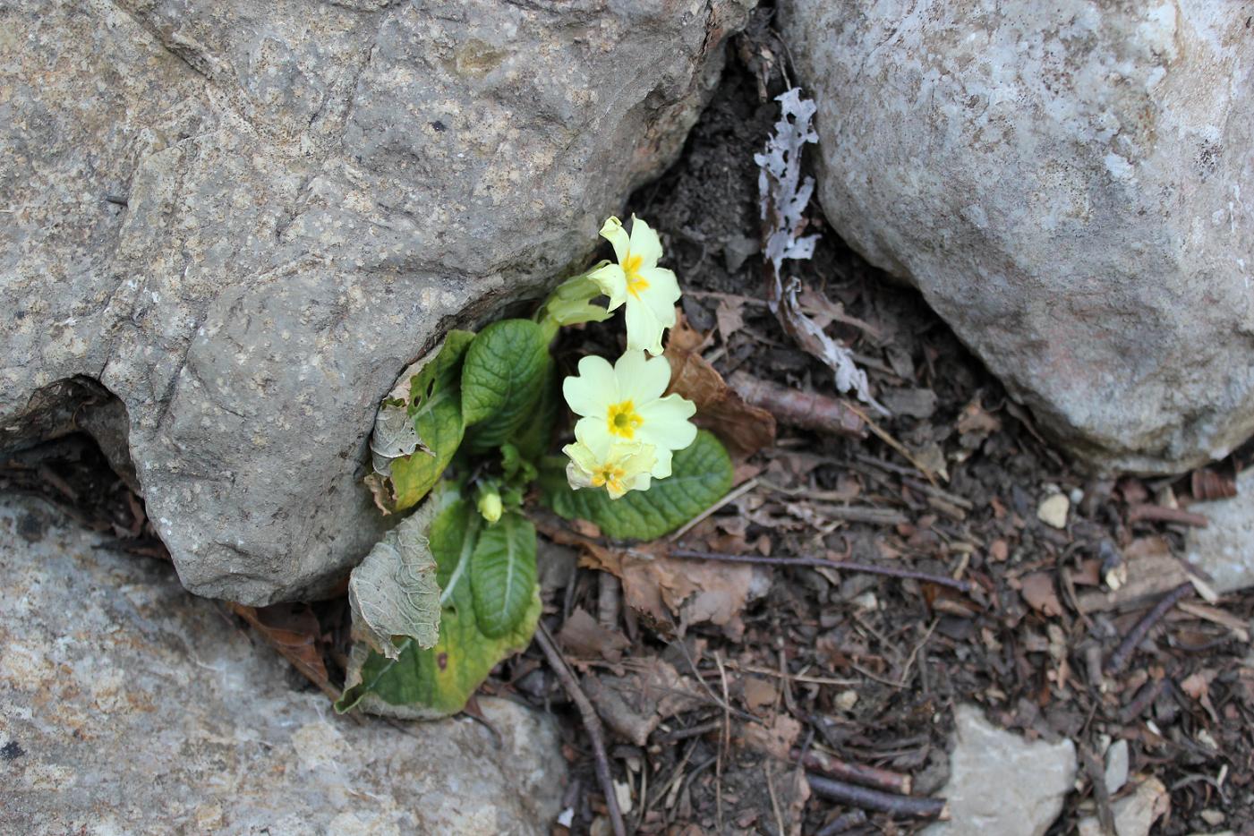 Primula vulgaris e Helleborus niger