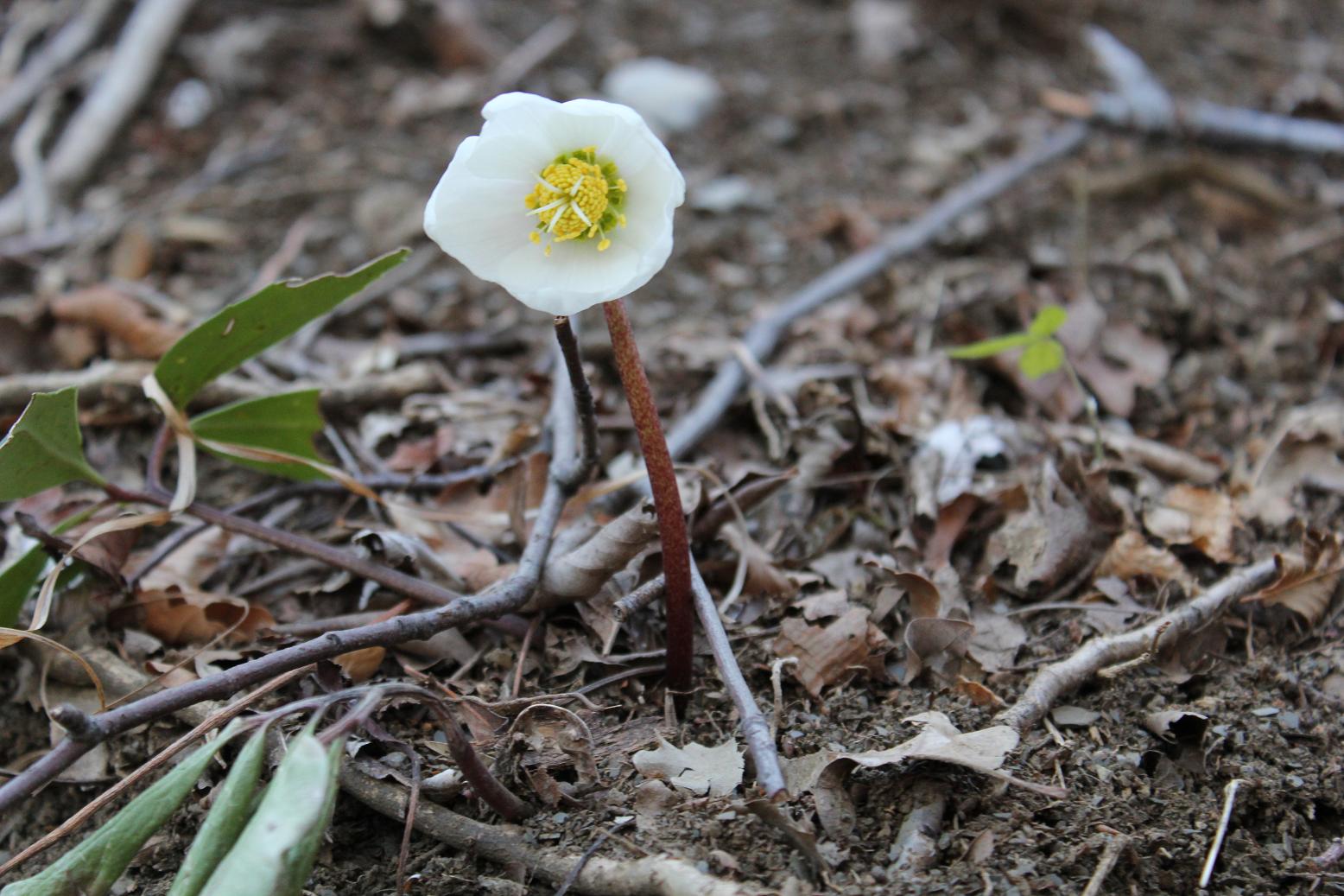 Primula vulgaris e Helleborus niger