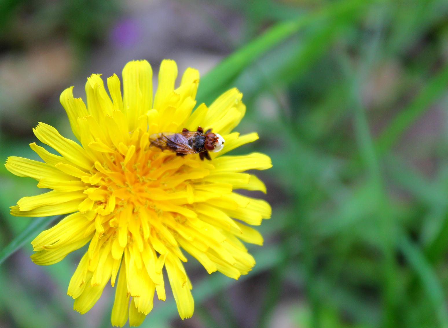 Identificazione Ditteri