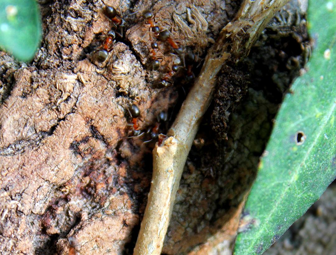 Identificazione formiche Lasius cfr emarginatus