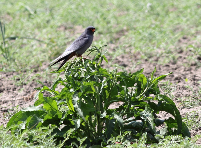 Identificazione (Albanella ?)