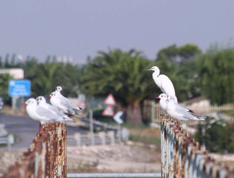 Garzetta in compagnia