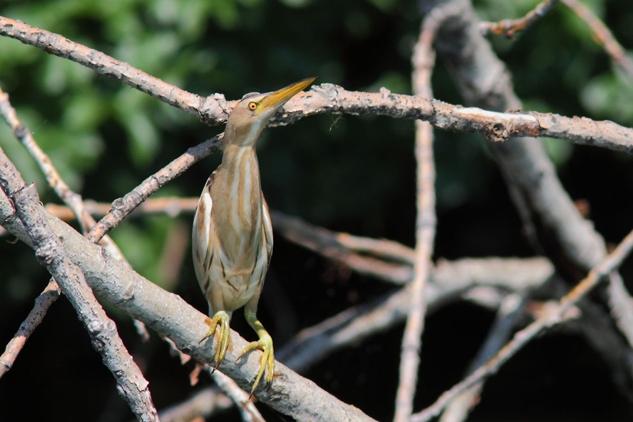 Tarabusino - Ixobrychus minutus