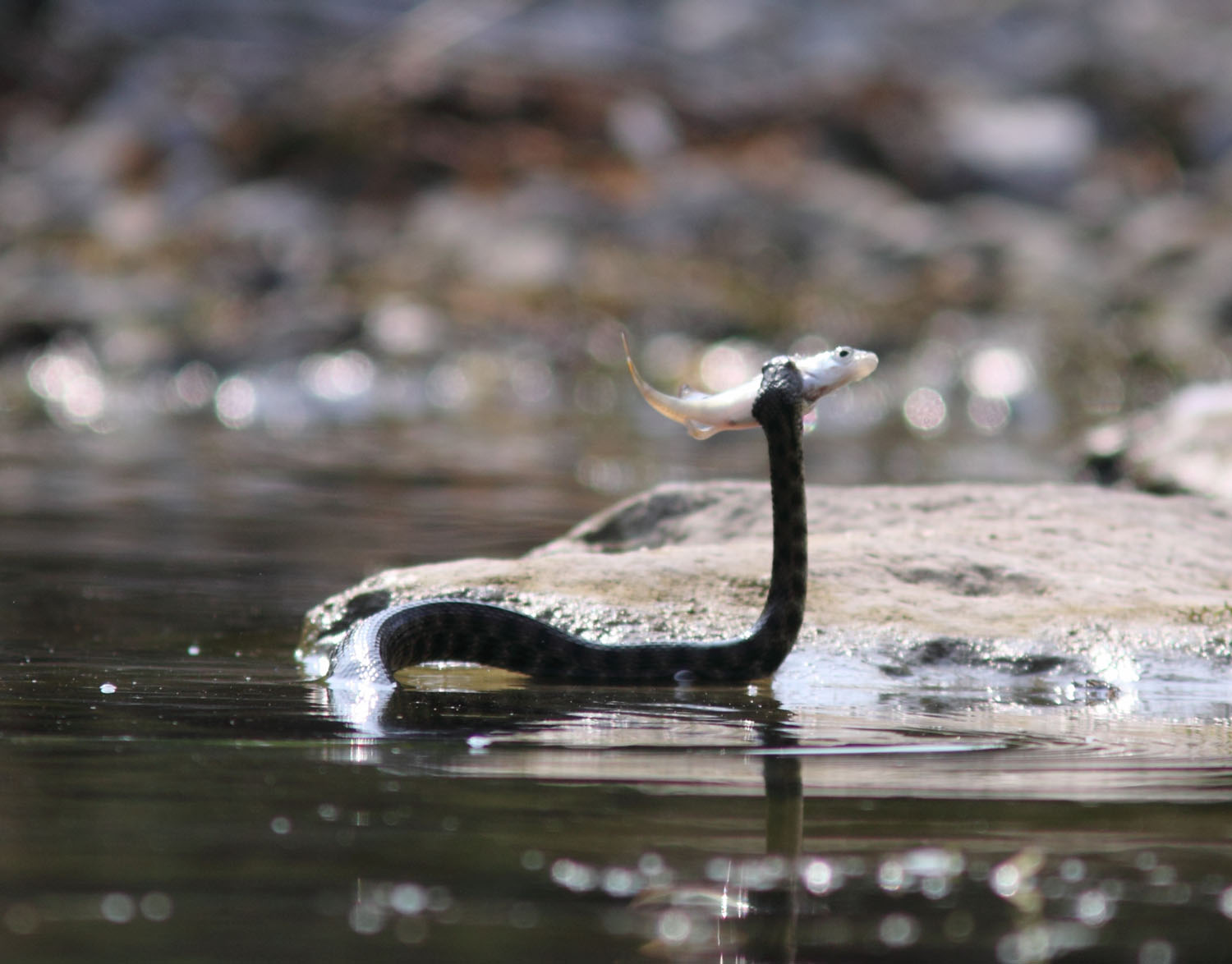 Con preda (Natrix tessellata)