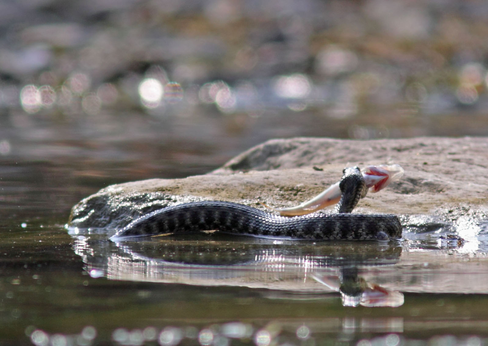 Con preda (Natrix tessellata)