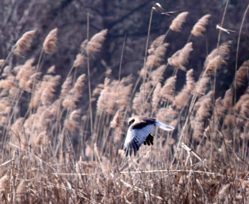 Falco di Palude