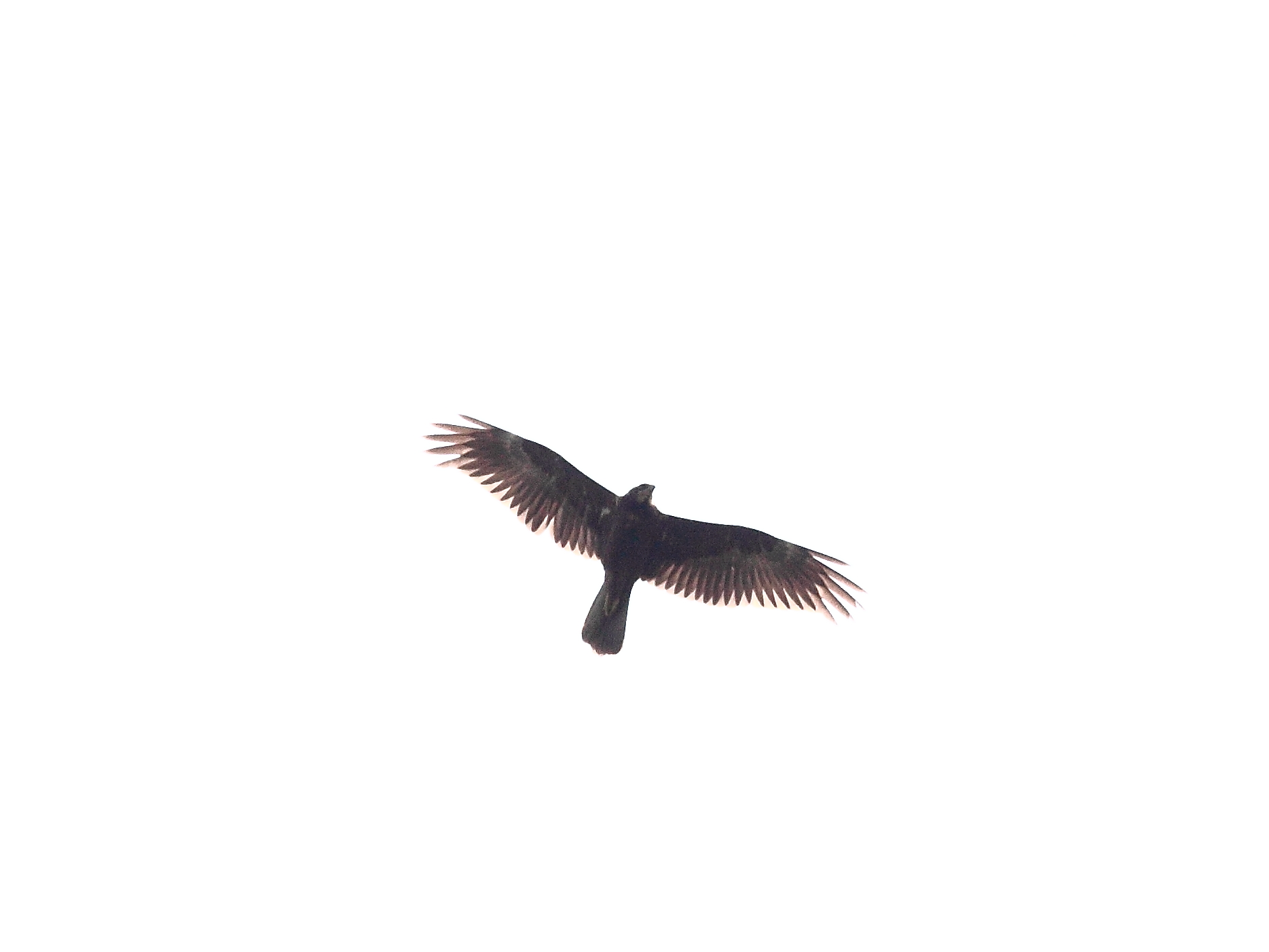 Rapace da identificare