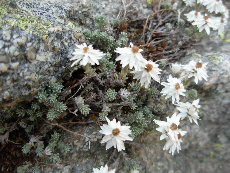 Fiore corso - Helichrysum frigidum